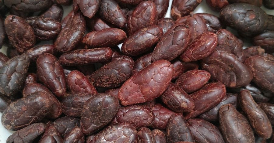 Cacao traitée par D.I.C.