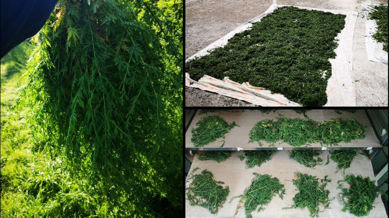 Drying artemesia annua