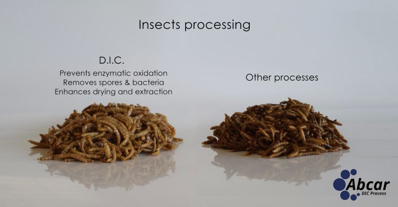Insectos tratados con D.I.C.
